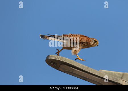 Ce kestrel avait utilisé le poteau de lampe comme perchoir pour rechercher des proies dans son environnement.Ce qui est inhabituel, c'est qu'il a fallu faire un bond en avant. Banque D'Images