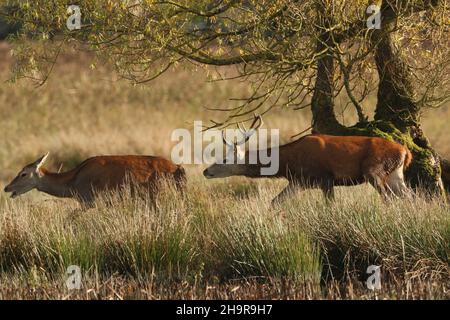 Le cerf rouge s'accouple en automne (la rut) quand les cerfs s'affrontent pour la domination, l'animal dominant ayant un harem de hinds avec lequel il s'accouple. Banque D'Images