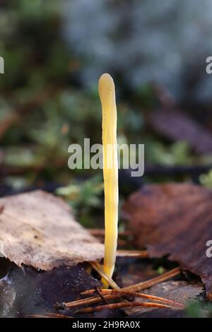 Clavaria argillacea, connue sous le nom de moor club ou Field club, champignon sauvage de Finlande Banque D'Images