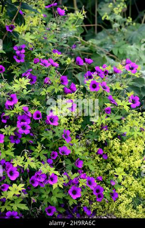 Anne géranium Geranium procurrens, Thomson x Geranium psilostemon, magenta, fleur, fleurs, plantes vivaces, fleurs, plantes vivaces, RM Banque D'Images