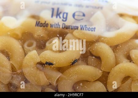 Insectes de farine ou de charançon dans un paquet de pâtes séchées - Royaume-Uni Banque D'Images