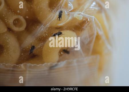 Insectes de farine ou de charançon dans un paquet de pâtes séchées - Royaume-Uni Banque D'Images