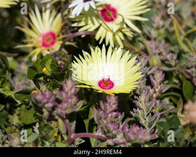 Les fleurs de Sandfig jaune vif fleurissent dans la lumière du soleil (genre Cleretum) Banque D'Images