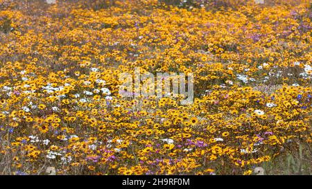 Grande exposition de fleurs sauvages qui poussent pendant la saison des fleurs de Namaqua Banque D'Images