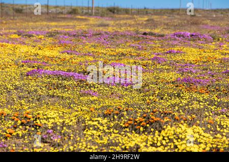 Grande exposition de fleurs sauvages qui poussent pendant la saison des fleurs de Namaqua Banque D'Images