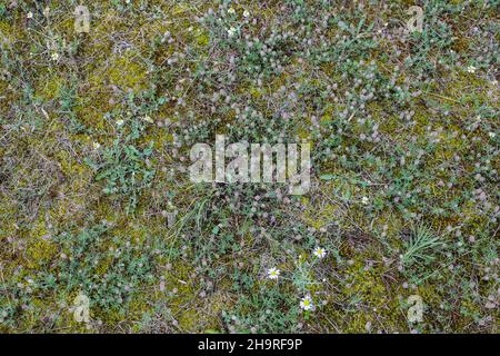 Le trèfle du rabbitfoot, Trifolium arvense, dans le sable de Deliblato, dans le nord de la Serbie Banque D'Images