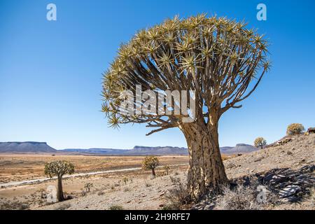Forêt d'arbres de quiver (Aloidendron dichotomum) dans le désert de Karoo Banque D'Images