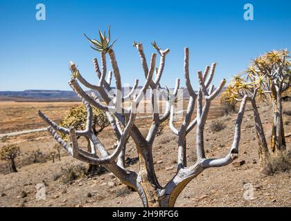 Forêt d'arbres de quiver (Aloidendron dichotomum) dans le désert de Karoo Banque D'Images