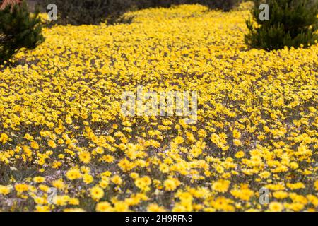 Pâquerettes jaunes d'un grand champ de fleurs dans la saison des fleurs de Namaqualand Banque D'Images