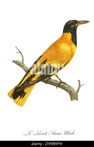 Loriot coeur, Homme du livre Histoire naturelle des oiseaux d'Afrique, Volume 6, par le Vaillant, François, 1753-1824; publier à Paris par chez J.J. Fuchs, braire 1808 Banque D'Images