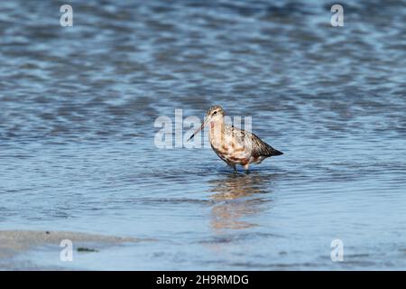 Le goudoul à queue de bar, une espèce migratrice nichant dans la toundra + Islande.Il peut s'agir d'un oiseau qui revient tôt car il n'est pas en plein plumage. Banque D'Images