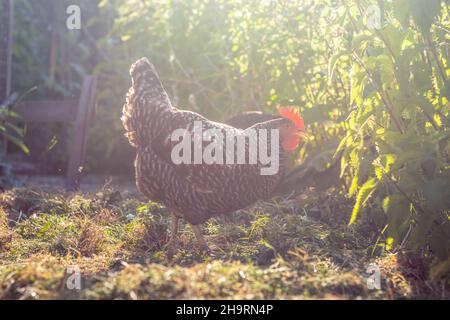 Poules en liberté - poule bleue et grise dans le jardin Banque D'Images