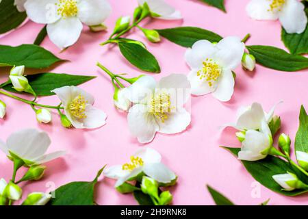 Fleurs de jasmin blanc vif avec feuilles vertes sur fond rose. Banque D'Images