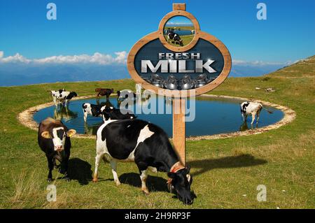 Panneau en bois avec un poteau et du texte lait frais, troupeau de vaches laitières dans un pâturage de montagne et un petit lac. Banque D'Images