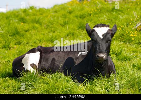 Vache noire et blanche reposant sur un pâturage vert avec des fleurs jaunes floues.Lessinia Haut plateau, Alpes, Vénétie, province de Vérone, Italie,Europe. Banque D'Images