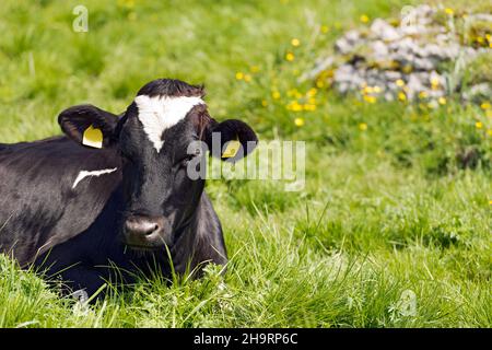 Détail d'une vache noire et blanche reposant sur un pâturage vert avec des fleurs jaunes floues.Lessinia Haut plateau, Alpes, Vénétie, province de Vérone, Italie. Banque D'Images