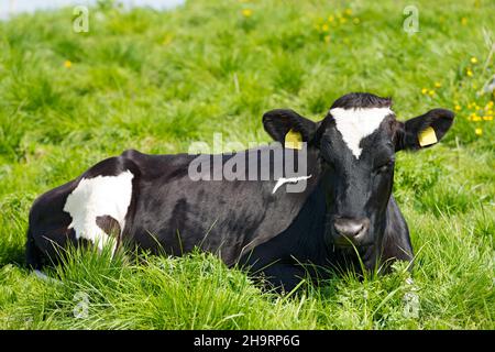 Vache noire et blanche reposant sur un pâturage vert avec des fleurs jaunes floues.Lessinia Haut plateau, Alpes, Vénétie, province de Vérone, Italie,Europe. Banque D'Images