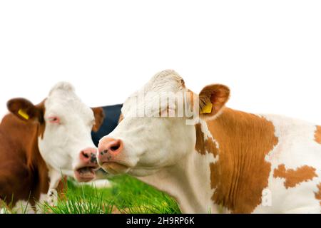 Gros plan de deux vaches brunes et blanches reposant sur un pâturage vert.Isolé sur fond blanc.Haut plateau de Lessinia, Alpes, Vénétie, Italie. Banque D'Images