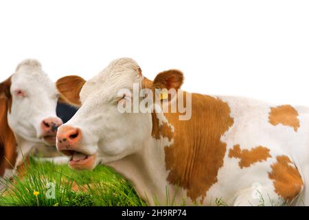 Détail des vaches brunes et blanches reposant sur un pâturage vert.Isolé sur fond blanc.Lessinia Haut plateau, Alpes, Vénétie, province de Vérone, Italie. Banque D'Images