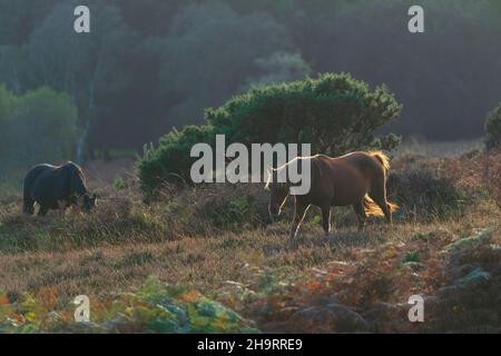 Ponies-Equus ferus cabalus naissent parmi les bruyères pendant le coucher du soleil, le parc national de New Forest, Brockenhurst, Hampshire, Royaume-Uni Banque D'Images