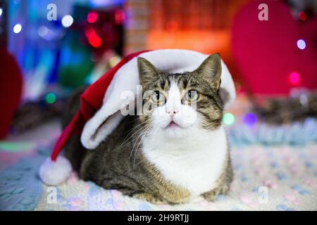 Chat de Noël chapeau rouge avec bordure blanche regarde vers le haut.Grand chat à la maison décoré pour la fête d'hiver.Animal de compagnie à la maison.Portrait de l'animal.Image de carte postale Banque D'Images