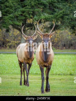 Deux wapitis ou wapitis manitobains se fauchent près du centre d'accueil d'Oconaluftee dans le parc national des Great Smoky Mountains, en Caroline du Nord, aux États-Unis Banque D'Images