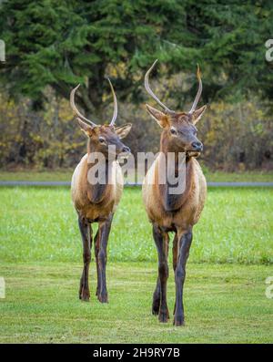 Deux wapitis ou wapitis manitobains se fauchent près du centre d'accueil d'Oconaluftee dans le parc national des Great Smoky Mountains, en Caroline du Nord, aux États-Unis Banque D'Images