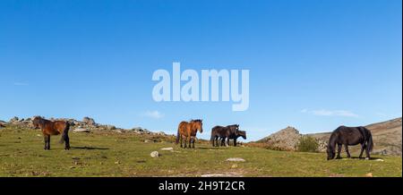 Chevaux sauvages se pastant dans les montagnes du nord du Portugal.Serra do Geres Banque D'Images