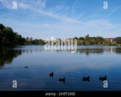 Vue sur le lac, Petersfield Heath, Hampshire, Royaume-Uni Banque D'Images