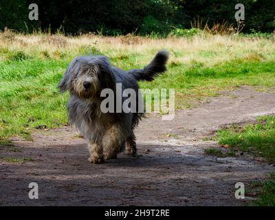 Collie barbu dans la campagne, Royaume-Uni Banque D'Images