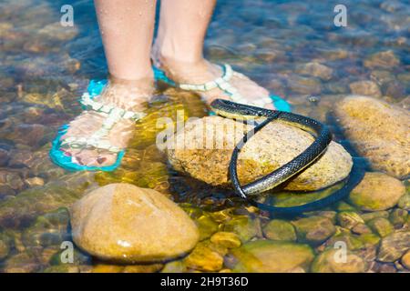 Un serpent noir venimeux qui se cache dans la rivière a rampé la jambe de la femme. Banque D'Images