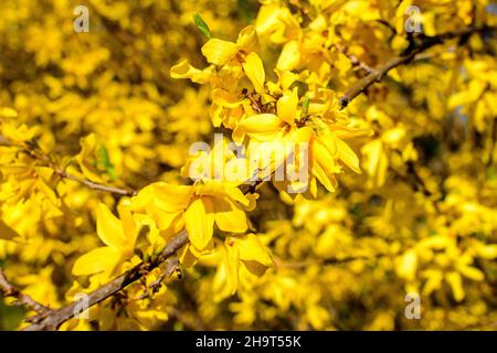 Gros plan des branches d'un grand buisson de fleurs jaunes de Forsythia plante connue sous le nom d'arbre de Pâques, vers ciel bleu clair dans un jardin dans un printemps ensoleillé d Banque D'Images