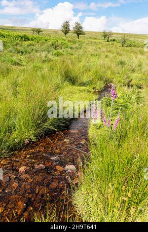 Foxgloves fleurit à côté de Chetsford Water, un ruisseau sur le parc national d'Exmoor près d'Exford, Somerset UK Banque D'Images