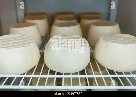 Les têtes de fromage sont séchées sur des supports dans le fromage laitier. Atelier pour la production de fromage sur une ferme écologique. Banque D'Images