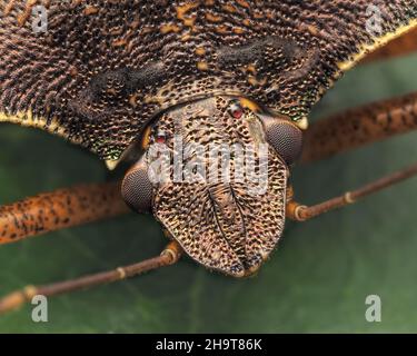 Gros plan d'un insecte de la forêt (Pentatoma rufipes). Tipperary, Irlande Banque D'Images