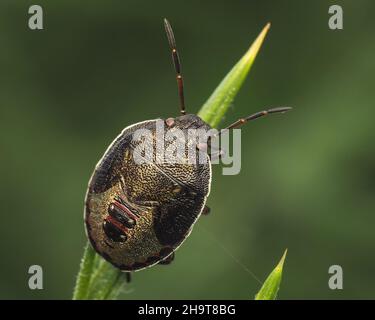 Gorse Shieldbug final instar nymphe (Piezodorus lituratus) reposant sur la gorge.Tipperary, Irlande Banque D'Images