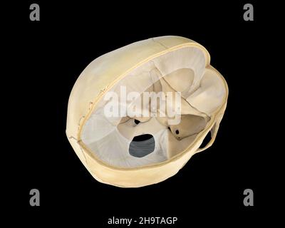 Vue en coupe transversale du crâne humain.Sur fond blanc.3d rendu. illustration, falx cerebri Banque D'Images