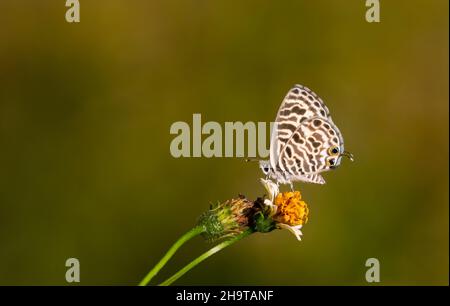 papillon à imprimé zèbre sur fleur mauve Banque D'Images