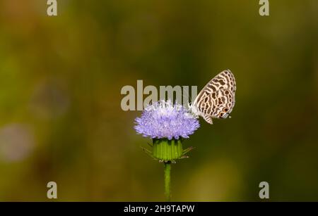 papillon à imprimé zèbre sur fleur mauve Banque D'Images