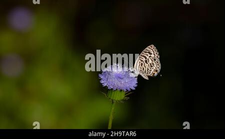 papillon à imprimé zèbre sur fleur mauve Banque D'Images