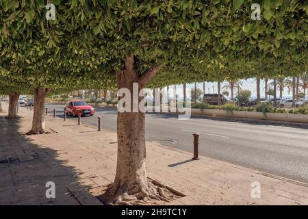 Voiture rouge conduite sur la route nationale 332, (N-332) dôme d'arbres de la place Paseito Ramiro dans la ville d'Alicante, Communauté Valencienne, Espagne. Banque D'Images