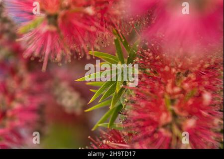 Arbre Pohutukawa (Metrosideros) également connu sous le nom d'arbre de Noël de Nouvelle-Zélande.Nom botanique: Metrosideros Excelsa, boutons de fleurs rouges, photo Banque D'Images