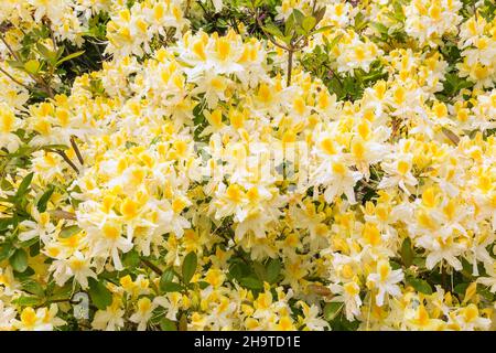 Rhododendron 'Northern Hi-Lights' - arbuste Azalea à la fin du printemps. Banque D'Images