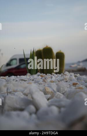 petit cactus sur les pierres, nature Banque D'Images