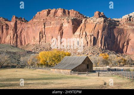 Fruita, parc national de Capitol Reef, Utah, États-Unis.La grange historique Gifford Homestead est naine par les falaises ensoleillées du Waterpocket Fold, en automne. Banque D'Images