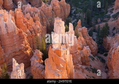 Parc national de Bryce Canyon, Utah, États-Unis.Vue sur les hoodoos rétroéclairés de l'amphithéâtre Bryce depuis le Rim Trail à inspiration point, au lever du soleil. Banque D'Images