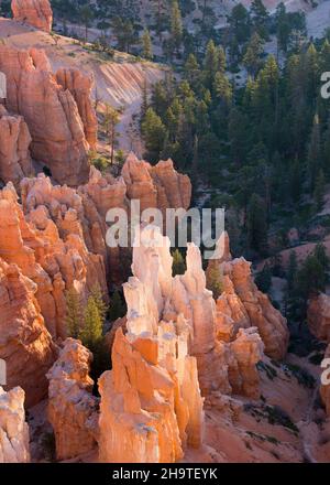 Parc national de Bryce Canyon, Utah, États-Unis.Vue sur les hoodoos rétroéclairés de l'amphithéâtre Bryce depuis le Rim Trail à inspiration point, au lever du soleil. Banque D'Images