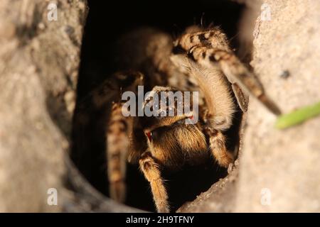 Araignée de loup, Tarantula (Lycosa singoriensis) dans son logement. Tarantula dans un trou. Banque D'Images