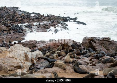 Immense colonie de lions de mer sur la côte namibienne.Cape Cross, Namibie, Afrique Banque D'Images