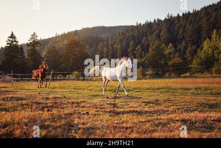 Cheval arabe blanc courant sur le terrain d'herbe un autre brun derrière, forêt en arrière-plan Banque D'Images
